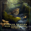 Ovenbird_Chirping_Near_Forest_River_Trickle