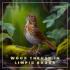 Wood_Thrush_in_Limpid_Brook