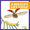 A_beetle_s_life_cycle
