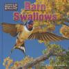 Barn_swallows