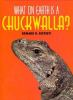 What_on_earth_is_a_chuckwalla