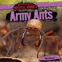 Army_ants